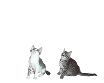 two cats dancing in a very low quality gif
